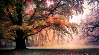 /album/hinh-%e1%ba%a3nh-thien-nhien/landscape-4k-wallpapers-by-telasm-deviantart-com-3-jpg/